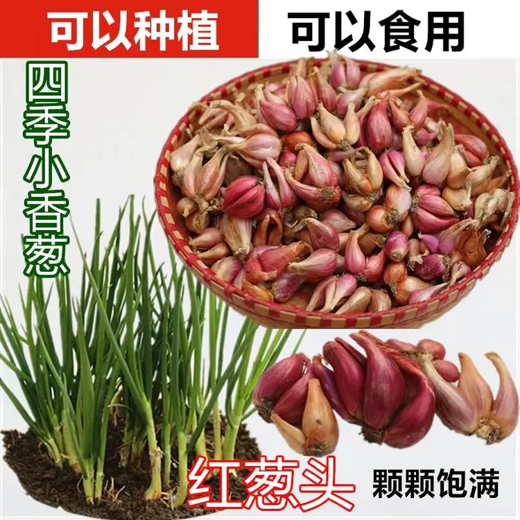 【新疆包邮】四川四季小香葱种头火葱红头葱葱种籽苗阳台盆栽小葱