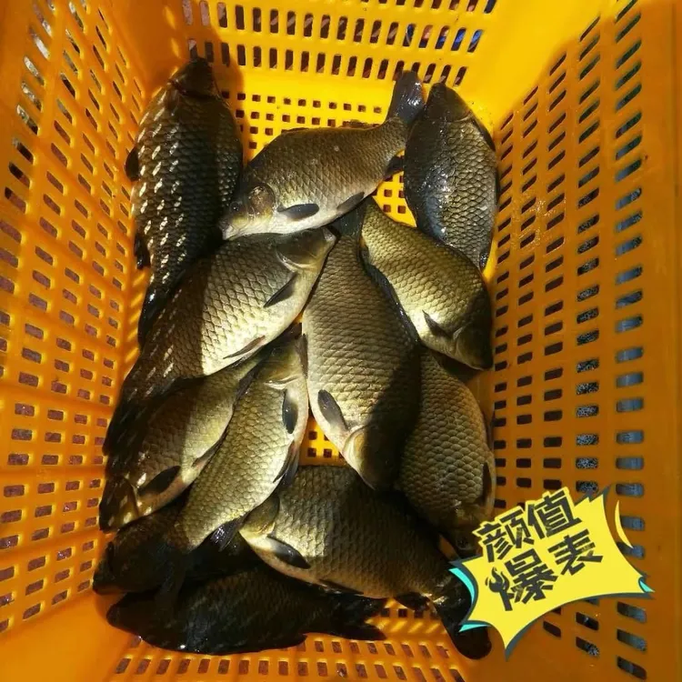 黄金鲫 水族活体鱼