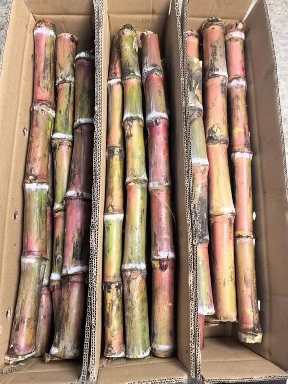 云南老品种甘蔗红皮甘蔗正宗农家新鲜甘蔗孕妇水果甘蔗甜杆甘蔗