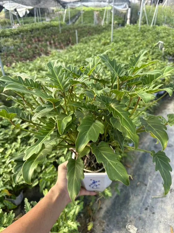 大龙鳞小天使盆栽老桩水培室内办公桌面观叶植物净化空气
