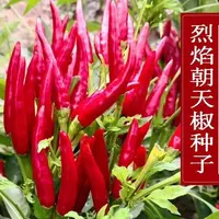 【满五包包邮】朝天椒种子小米椒早熟辣椒种籽超辣阳台盆栽香菜香