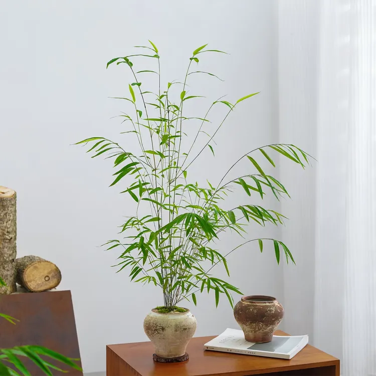 正宗台湾内门竹绿植盆栽四季常青室内装饰观赏小绿植盆栽竹子