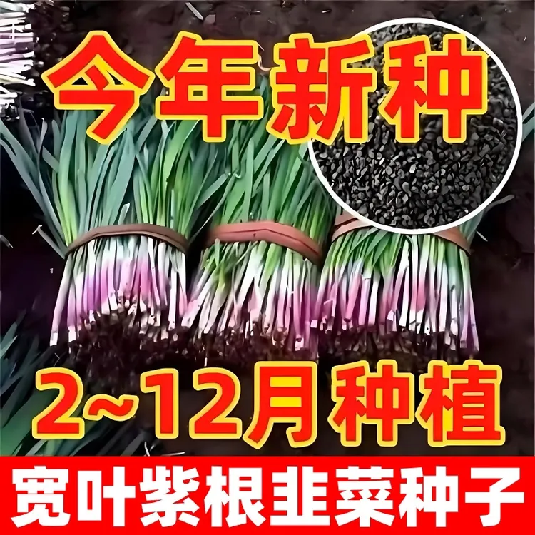 紫根韭菜种子大叶耐热耐寒高产宽叶韭菜籽韭菜种籽紫根红根宽叶