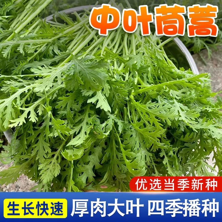 中叶茼蒿种子种籽皇帝菜秋冬冬季籽种蔬菜孑菜籽茼蒿菜种青菜筒篙