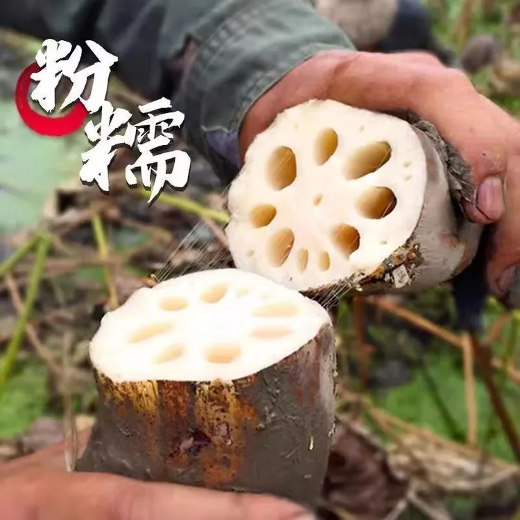 湖北特产老品种莲藕粉藕（微微带泥发货）