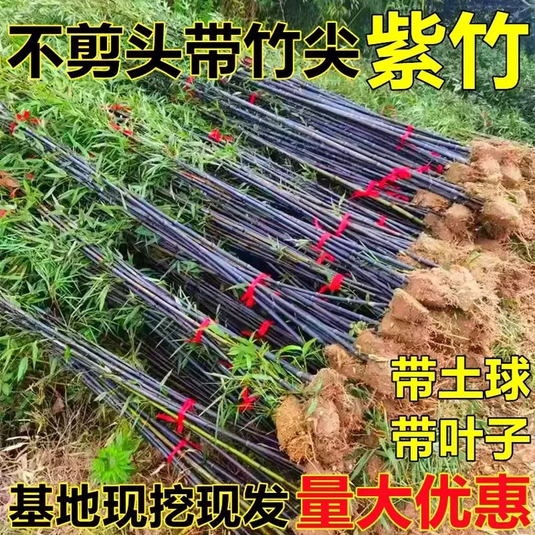 名贵紫竹苗不去头带竹尖金镶玉竹耐寒竹子苗庭院室外四季正宗紫竹