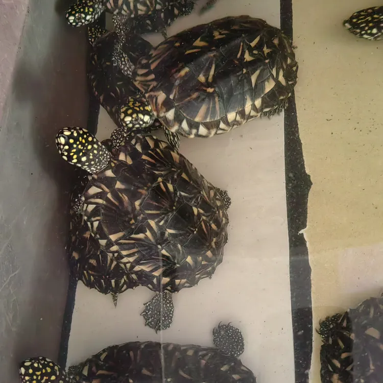 斑点池龟白化龟甜甜圈南石龟等观赏宠物龟及龟粮乌龟