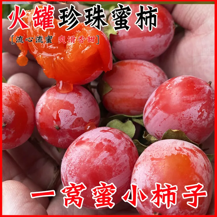 正宗珍珠火罐蜜柿放软吃爆甜多汁的小灯笼柿新鲜珠蜜柿应季水果