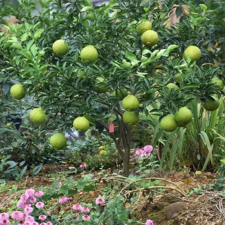 春香黄金贡柚苗果实纯甜无酸带果发货【直播间一物一拍】