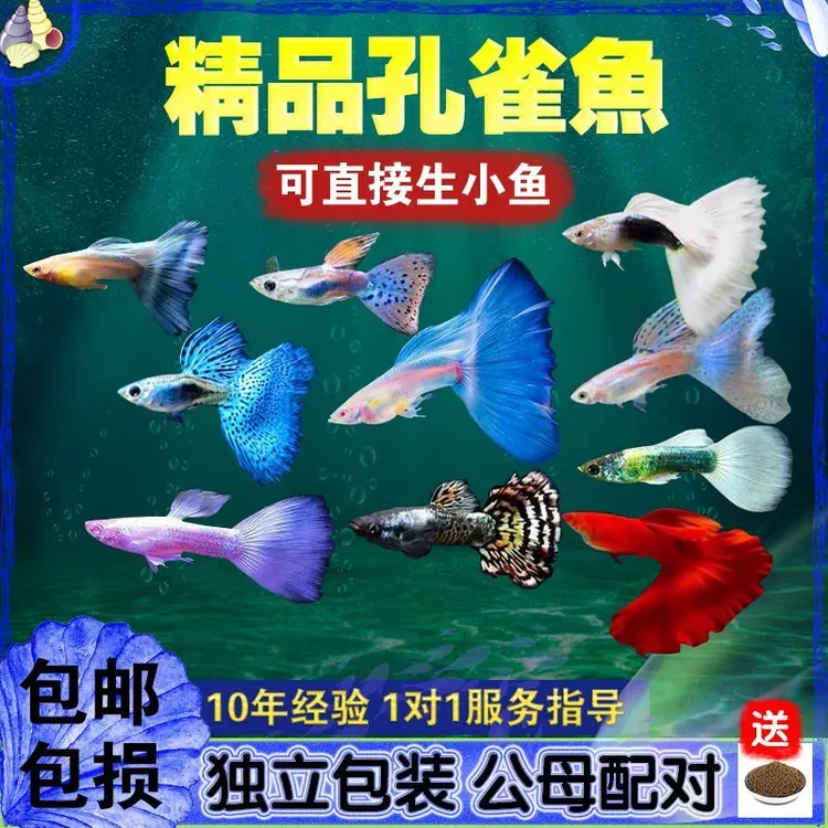 公母配对独立包装精品孔雀鱼小型热带鱼观赏鱼淡水好养天空蓝