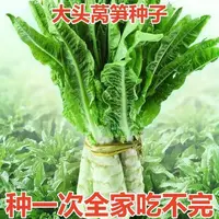 【满5包/包邮】大头莴笋种子高产耐寒白皮绿肉莴苣四季蔬菜种子