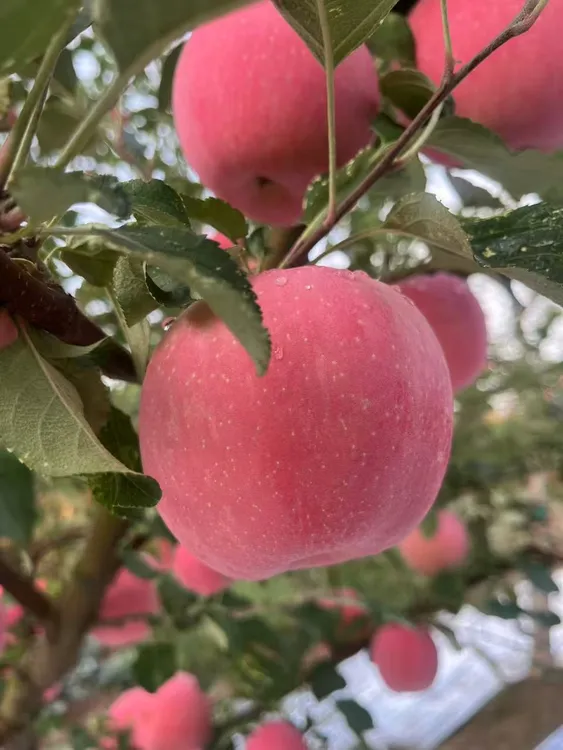甘肃25年精品红富士苹果新鲜现摘现发口感香脆甜香甜多汁