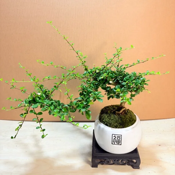福建茶悬崖飘枝造型老桩盆景室内绿植精致盆栽适合中式客厅装饰