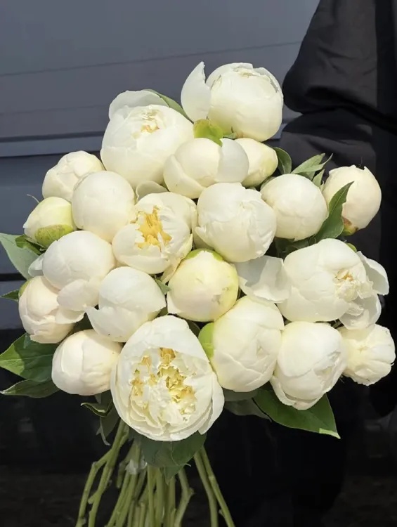 高端进口 A+级芍药公爵夫人10枝（现货特惠版，数量较 少）