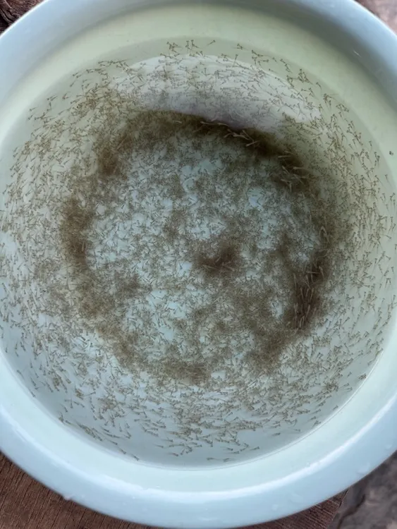 中科五号鲫鱼水花苗鲫鱼水花苗耐寒成长快成活率高渔场