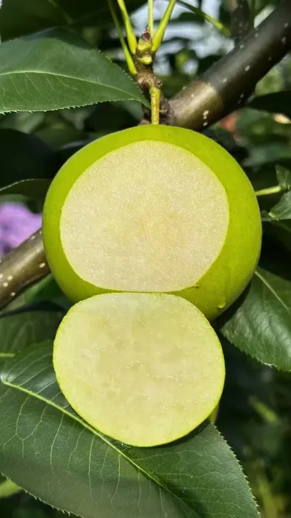 丰县大沙河生态有皇冠梨应季脆甜多汁精选果新鲜水果