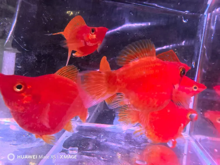 3色球玛丽球奶牛玛丽球胎生鱼直接生小鱼