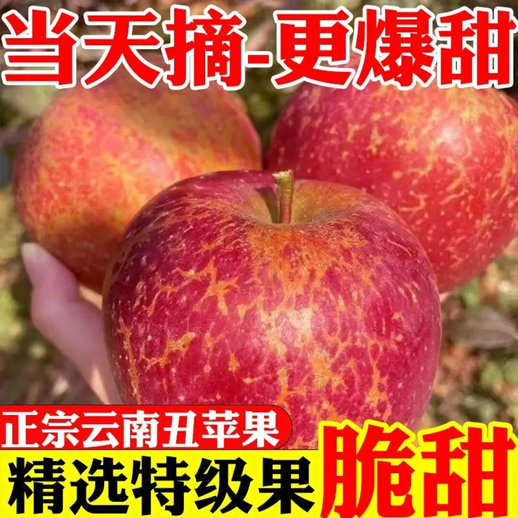 【精品果】云南昭通现摘现发冰糖心丑苹果脆甜多汁当季新鲜苹果