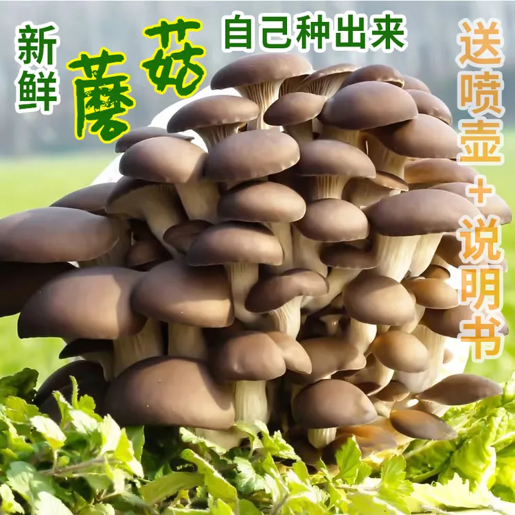 蘑菇菌包蘑菇种植包平菇香菇食用菌蘑菇种子家庭种植阳台种植姬菇