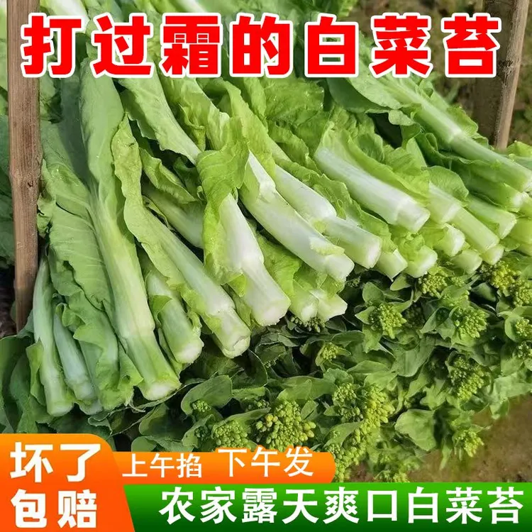 【贵州白菜苔】清甜脆嫩新鲜现摘菜心锁鲜发货坏烂包赔 产地直发