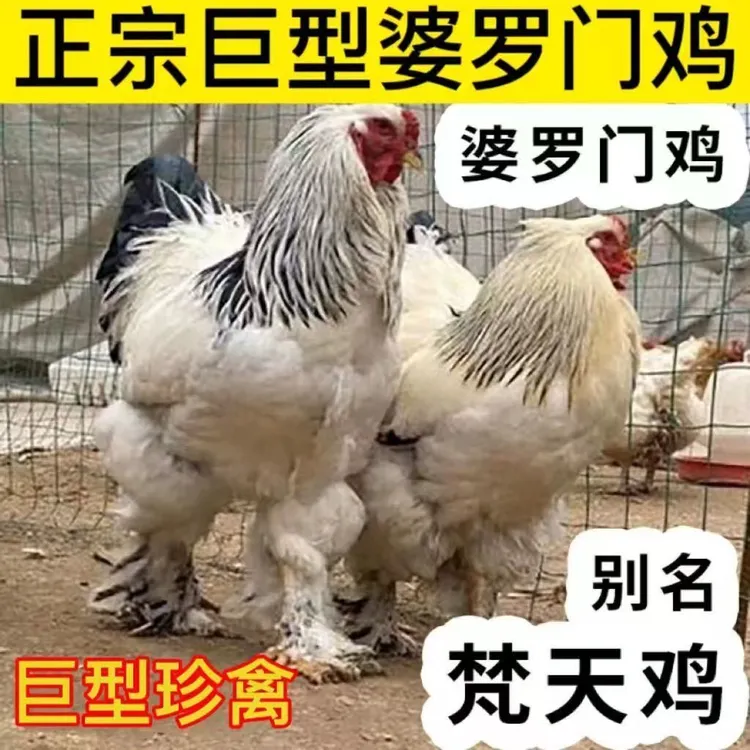 一斤发货纯种婆罗门巨型鸡苗脱温梵天活苗观赏正宗鸡活幼苗宠物