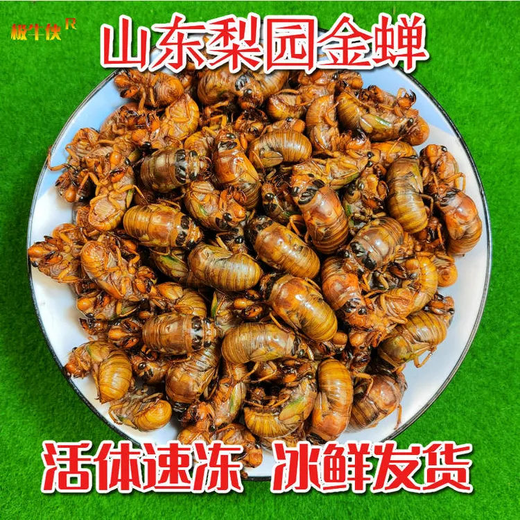 极牛侠山东特产梨园大金蝉爬叉知了猴节留龟活体速冻顺丰冷链下酒