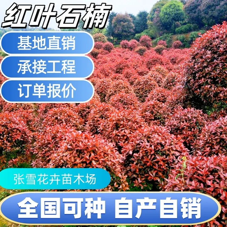 火焰红精品红叶石楠苗庭院篱笆绿篱植物四季常青花园别墅绿化树苗