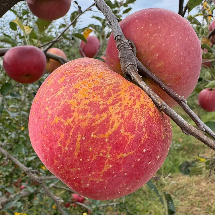 2025云南昭通丑苹果水果新鲜头茬当季现摘脆甜多汁2/5斤9斤包邮