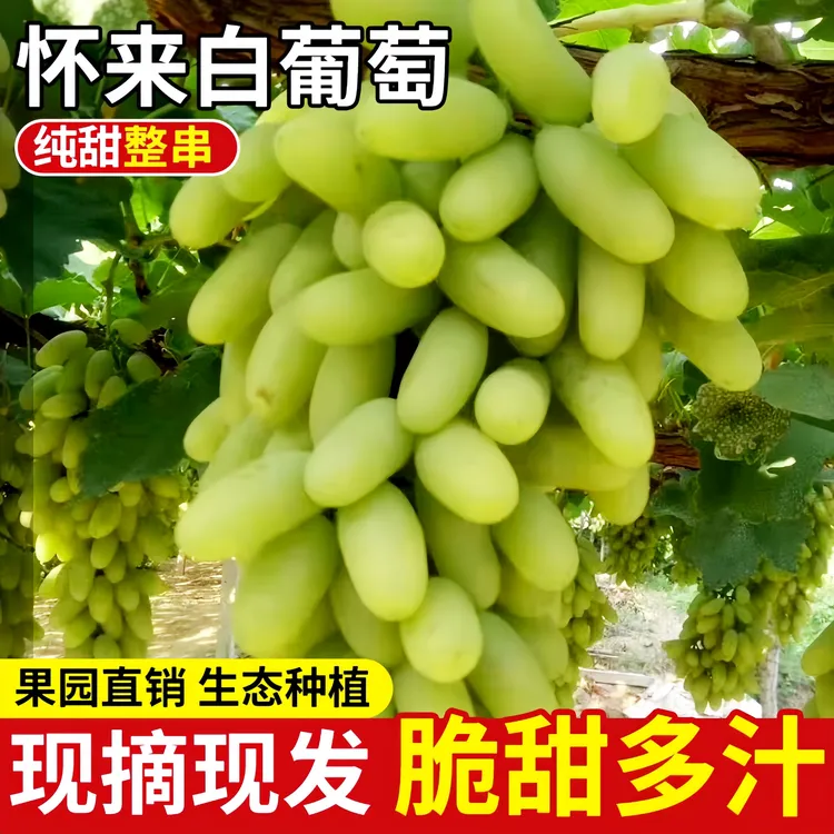 原产地直发正宗怀来沙土地白马奶葡萄礼盒装现摘现发