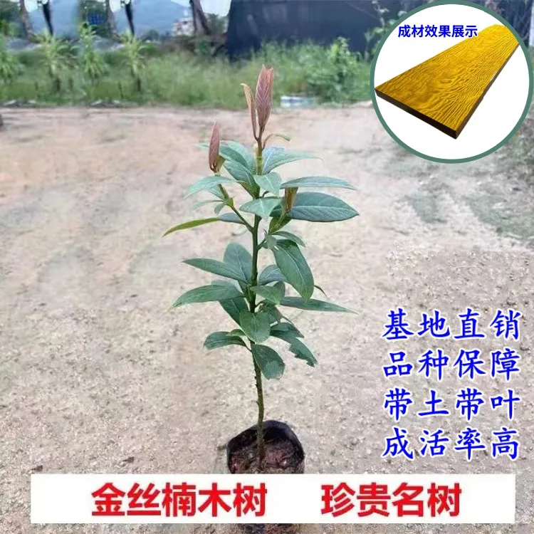 正宗金丝楠木树苗 名贵优质小叶桢楠 耐寒耐旱 庭院盆栽地栽 绿植