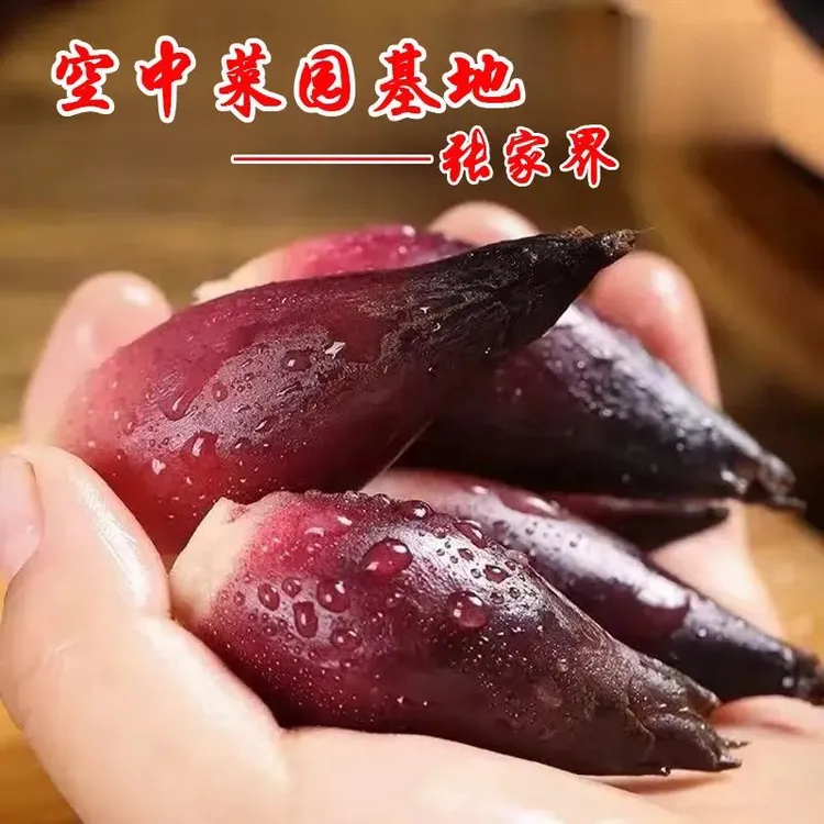 张家界阳荷新鲜现挖采摘阳荷洋农产品阳霍野生蔬菜洋河姜新鲜