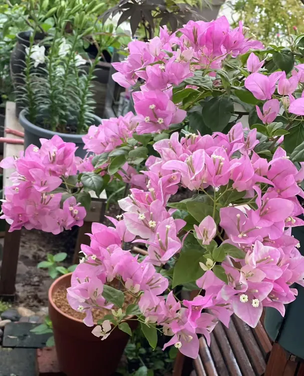 广红樱三角梅袋苗小苗四季开花勤花品种好养活庭院盆栽花卉福利款