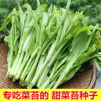 【满五包包邮】甜脆白菜苔种子极早熟菜心侧苔多生长快易种