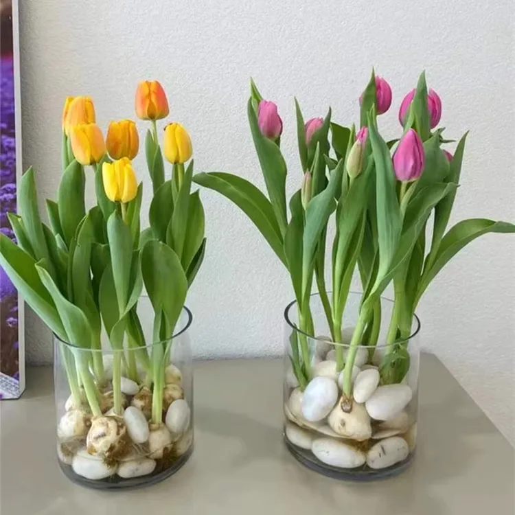 简约水培玻璃花瓶圆柱水养郁金香白掌绿萝植物插花瓶装饰摆件鱼缸