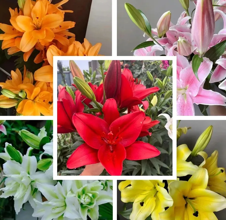 【百合带盆带土栽好发货】40-60天开花进口香水百合室内外阳台