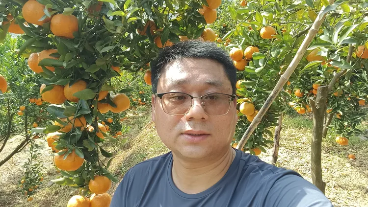 长阳清江椪柑春椪新鲜现摘晚熟春柑产地直销孕妇小孩新鲜水果