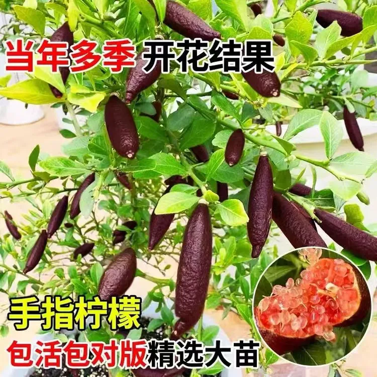 广西发货手指树苗柠檬树指橙澳洲鱼籽酱柠檬嫁接四季结果柠檬树苗