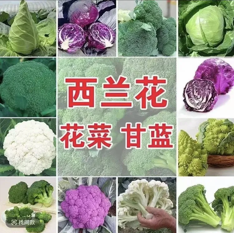 优惠款30颗各种蔬菜秧苗带土发货秋冬耐寒阳台室内庭院盆栽正品苗