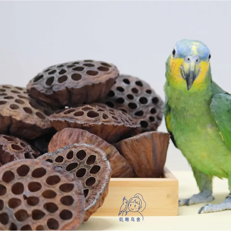 鹦鹉纯天然啃咬玩具 莲蓬干 安全无害 放心啃咬玩