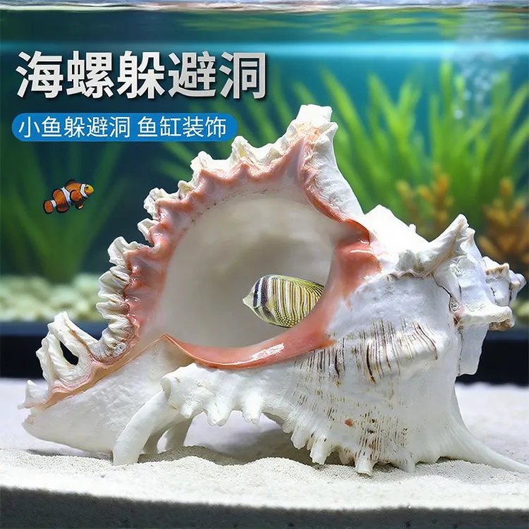 海螺贝壳鱼缸水族箱造景装饰大小号贝壳海底世界摆件躲避屋