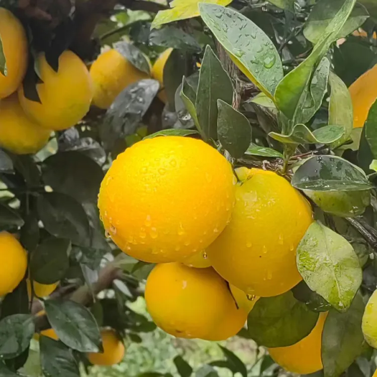 自家果园现摘赣南脐橙爆汁细嫩无渣