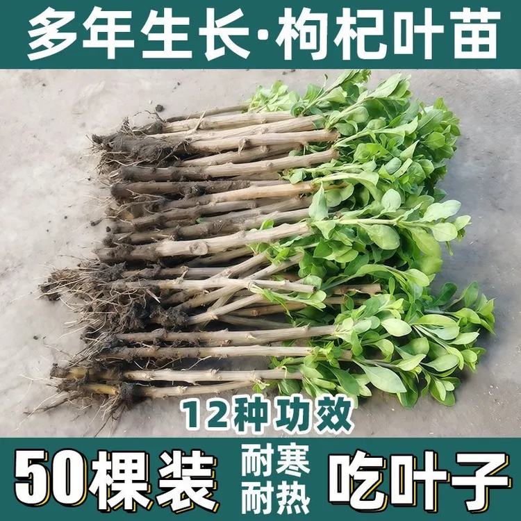枸杞叶苗食用大叶枸杞菜苗枸杞树苗阳台蔬菜种植盆栽枸杞子煲汤