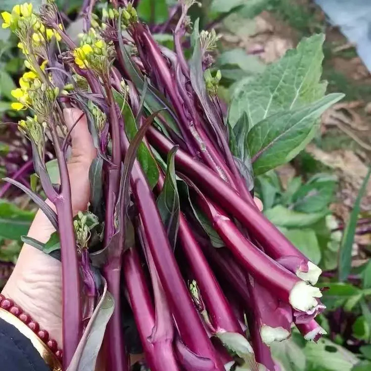 新鲜采摘红菜苔新鲜农家菜三斤四斤两斤