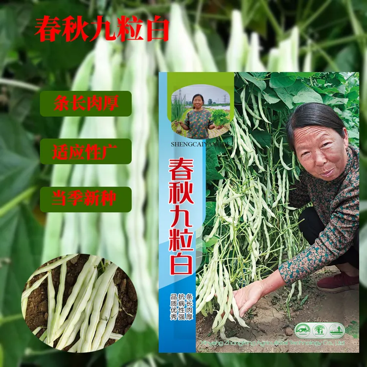 春秋九粒白种子白芸豆高产农家菜早熟架豆种子蔬菜种子