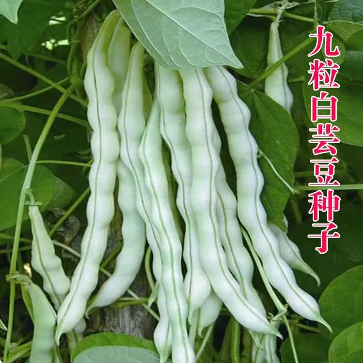 早熟高产九粒白芸子四季豆角白不老豆角种籽孑