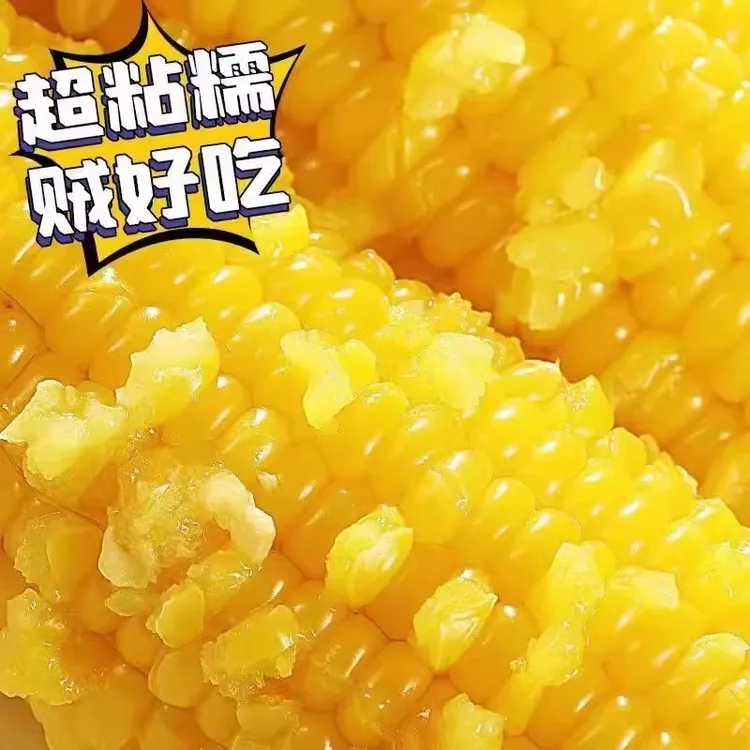 【可试吃两根】当代东北黄糯玉米真空包装黏玉米黄糯玉米整箱14根