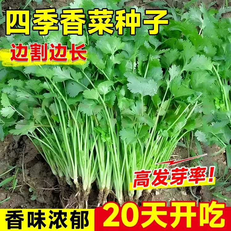 【大叶香菜种子】四季速生香菜种子大叶芫荽味浓阳台种植种籽
