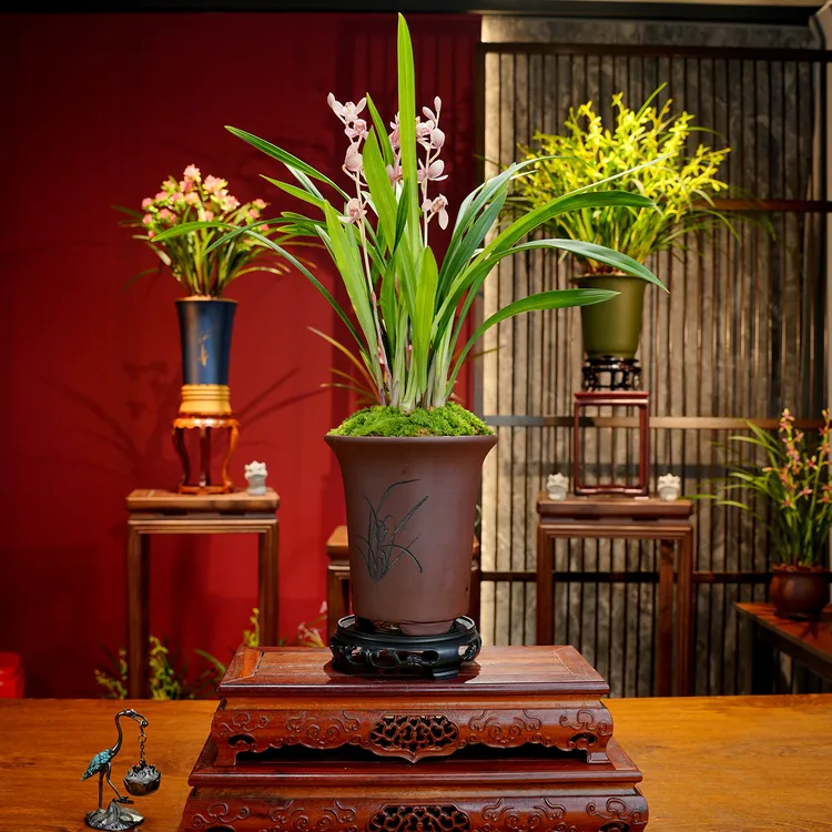 叶艺草铭品【红荷】名贵兰花 带宜兴紫砂盆 室内好养易活