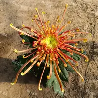 【花苞发货】[金鸡报晓]九月菊花苗大型花好养护简单耐寒耐旱