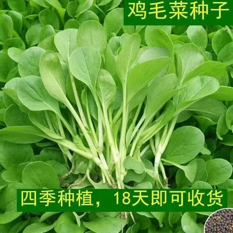【买1包送5包鸡毛菜种子】四季蔬菜种子盆栽庭院阳台大田种植高产